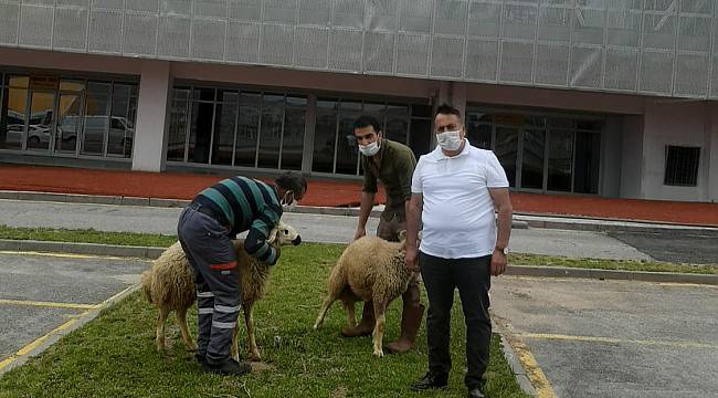 Galibiyet İçin Kurban Kestirdi